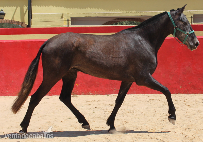 Caballos Pura Raza Española (P.R.E.) - ﻿Beautiful grey PRE mare with great basic gaits in 