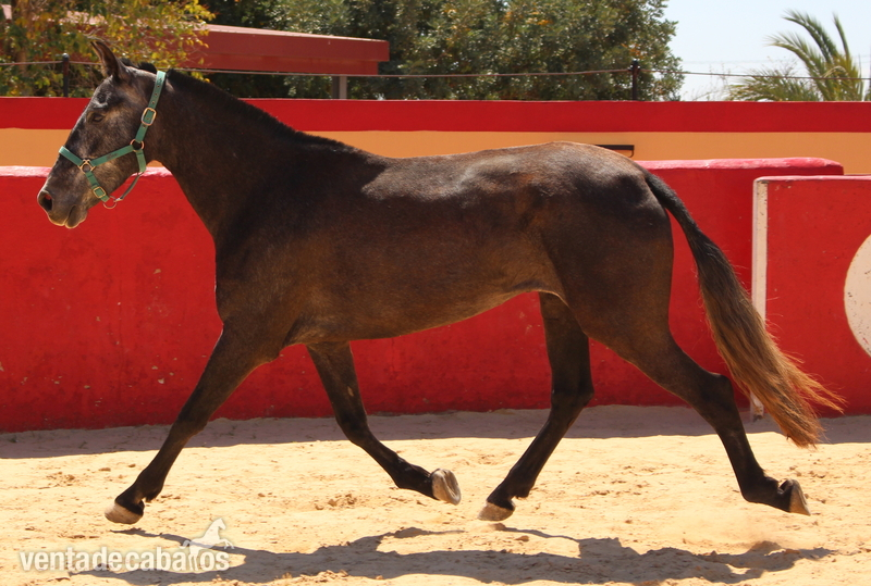 Caballos Pura Raza Española (P.R.E.) - ﻿Beautiful grey PRE mare with great basic gaits