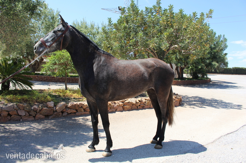Caballos Pura Raza Española (P.R.E.) PRE - ﻿Beautiful grey PRE mare with great basic gaits