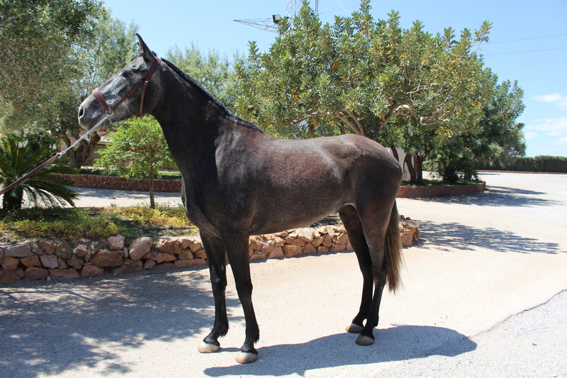 Caballos Pura Raza Española (P.R.E.) PRE - ﻿Beautiful grey PRE mare with great basic gaits