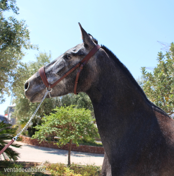Beautiful grey PRE mare with great basic gaits - Caballos Pura Raza Española (P.R.E.) PRE