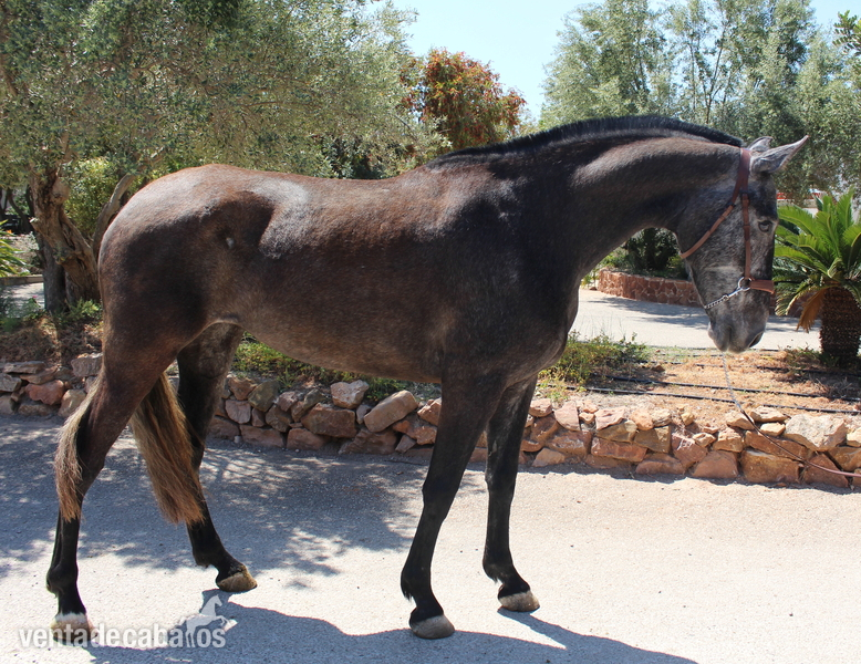 Beautiful grey PRE mare with great basic gaits - PRE