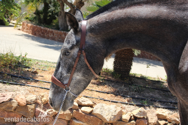 Beautiful grey PRE mare with great basic gaits - Caballos Pura Raza Española (P.R.E.)
