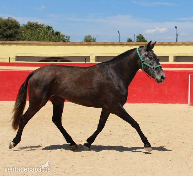 Beautiful grey PRE mare with great basic gaits