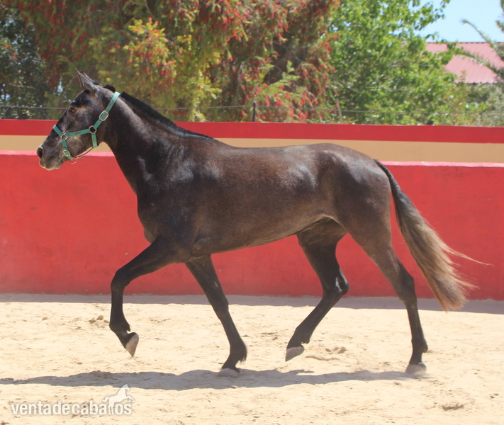  ﻿Beautiful grey PRE mare with great basic gaits