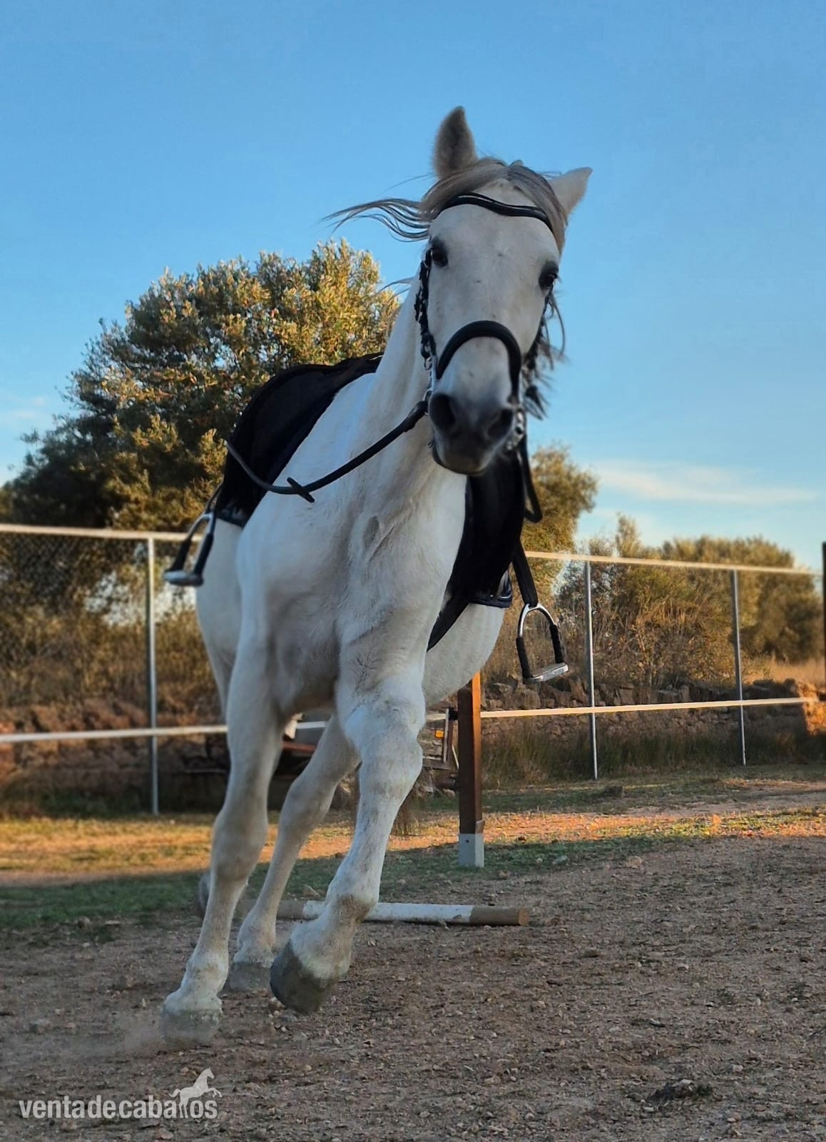 Caballo con papeles