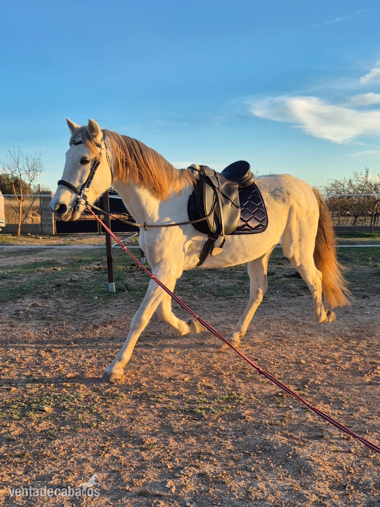  Caballo con papeles
