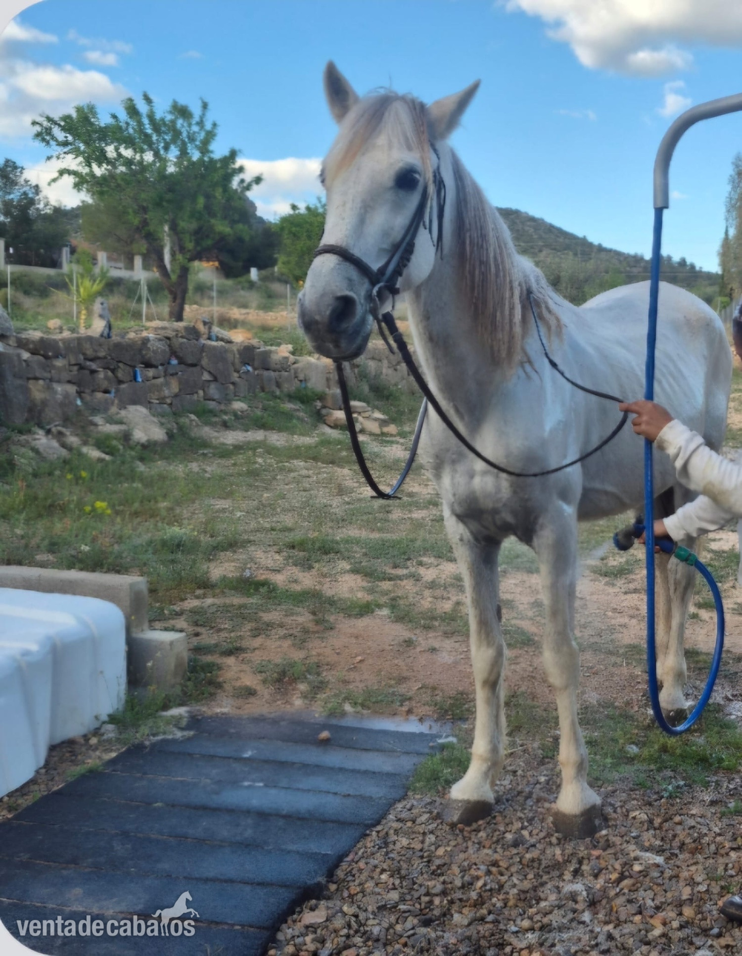 Caballo con papeles - Caballos Pura Raza Española (P.R.E.) in 