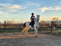 Caballo con papeles