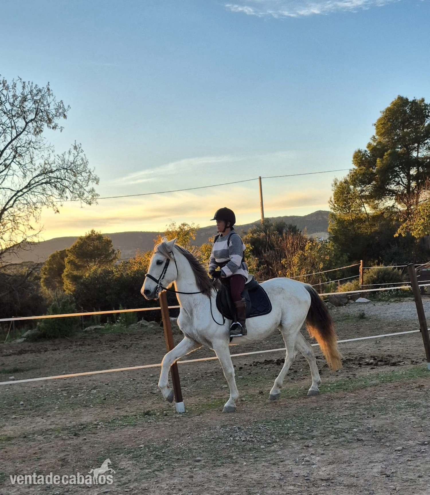 Caballo con papeles - Caballos Pura Raza Española (P.R.E.)