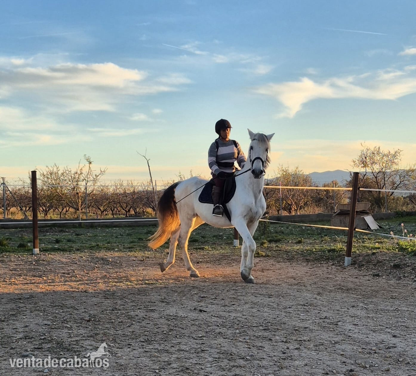 Caballo con papeles 