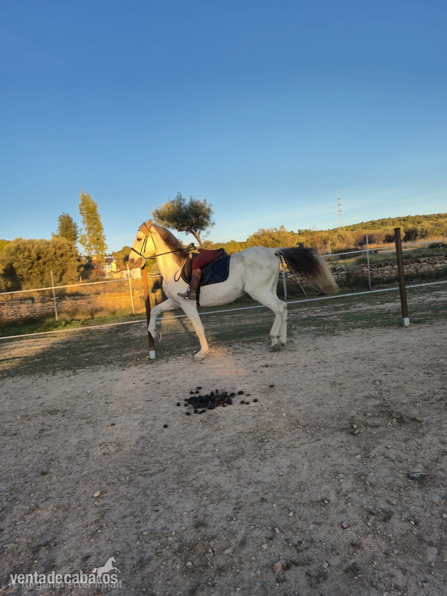Caballo con papeles in 