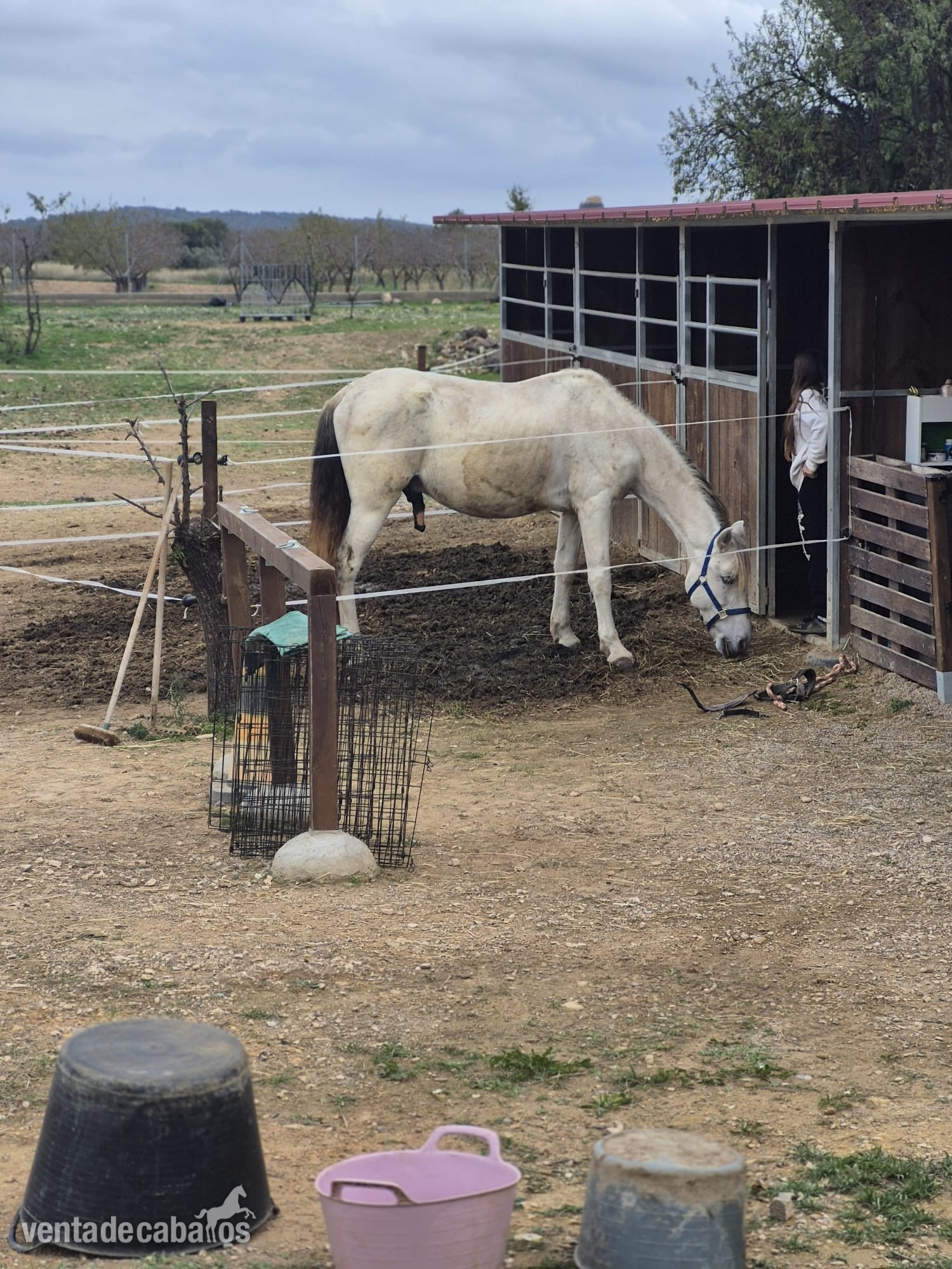 Caballo con papeles - Caballos Pura Raza Española (P.R.E.) EMPTY