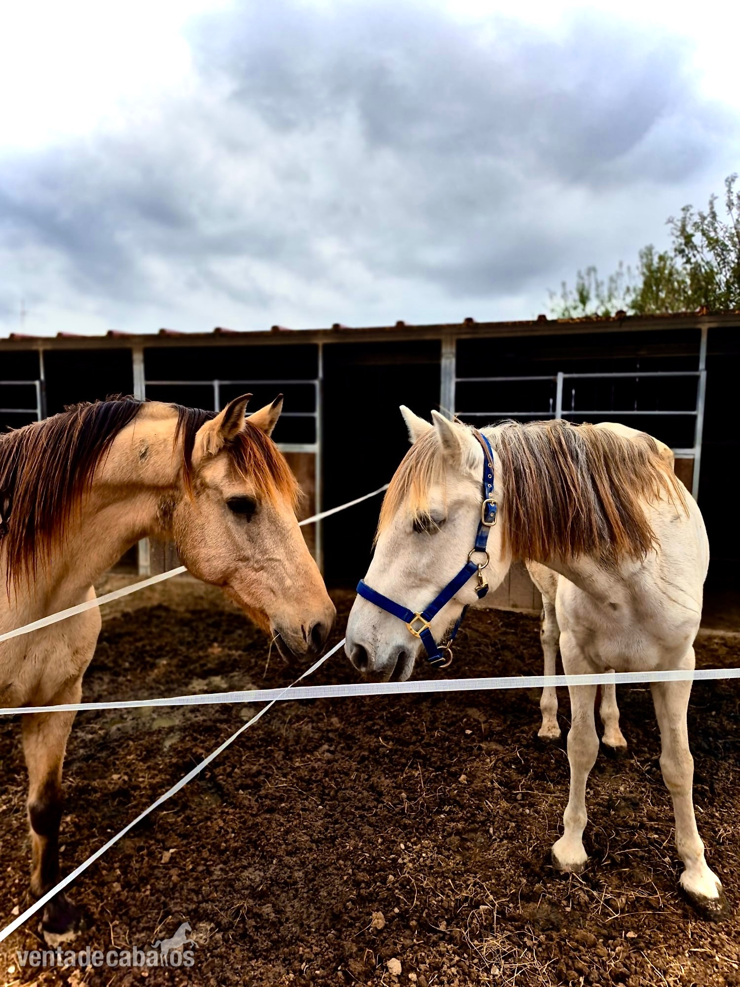 Caballo con papeles - EMPTY