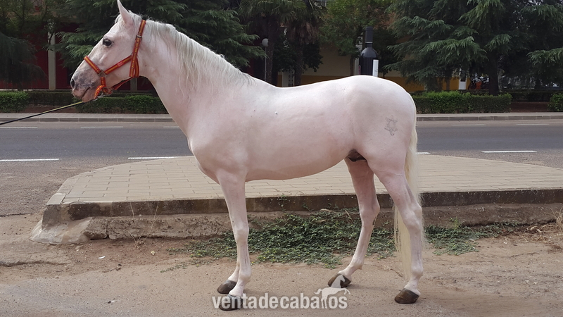 Caballo P.R.E tordo in 