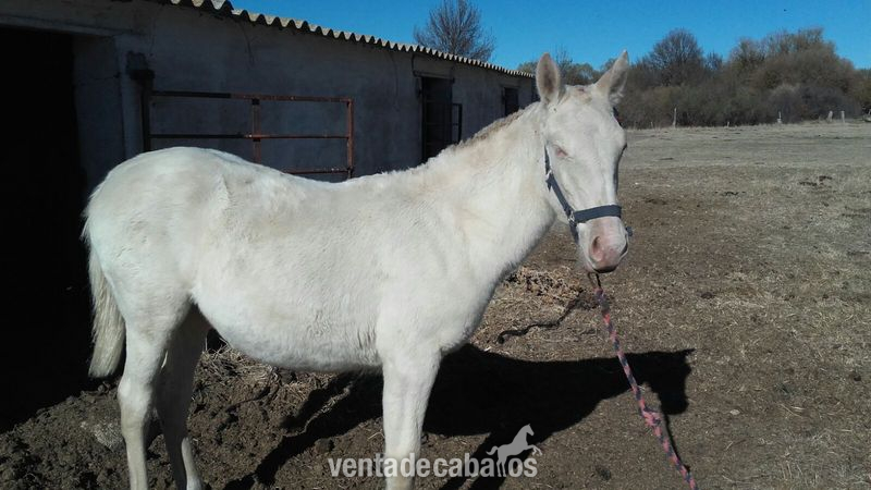 en venta potra albina in 