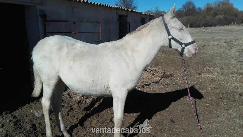 Lusitano