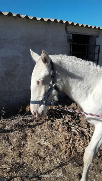 Lusitano {TYPE}