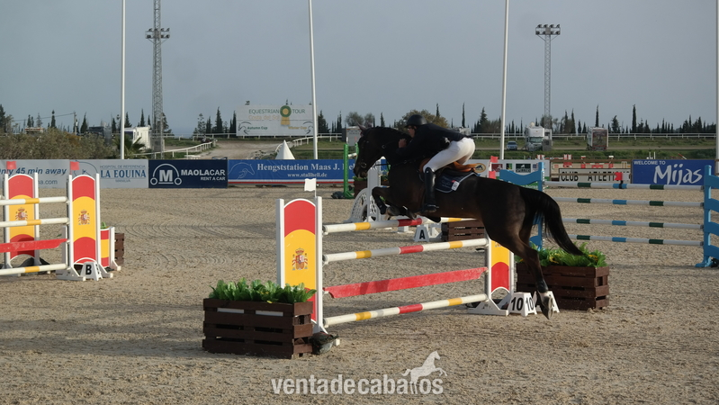 Caballo de salto in 
