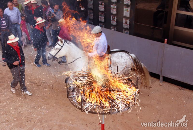 Caballo PRE 9 años. Ganadería Francisco Roig in 