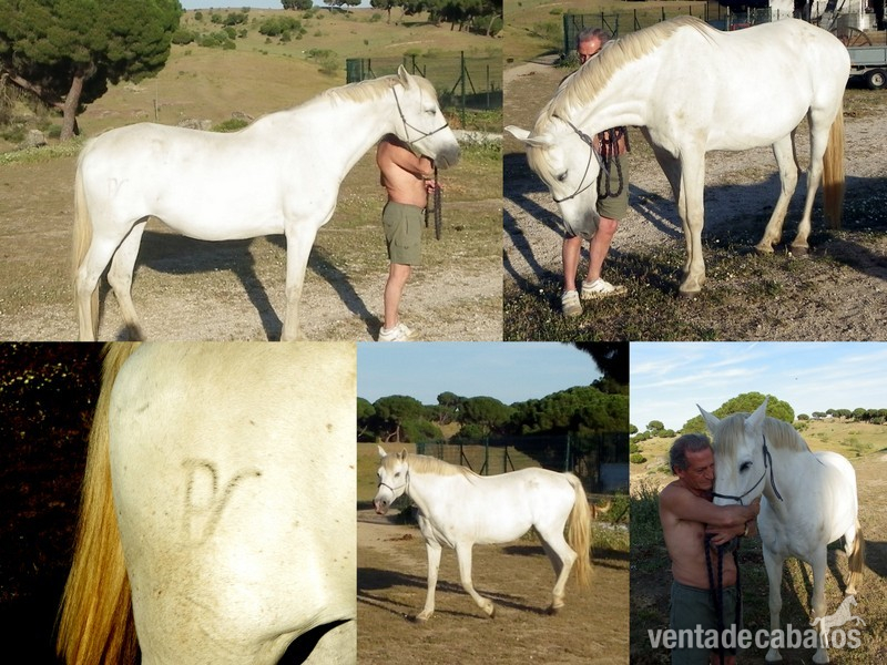P.R.E .criadora yegua in 