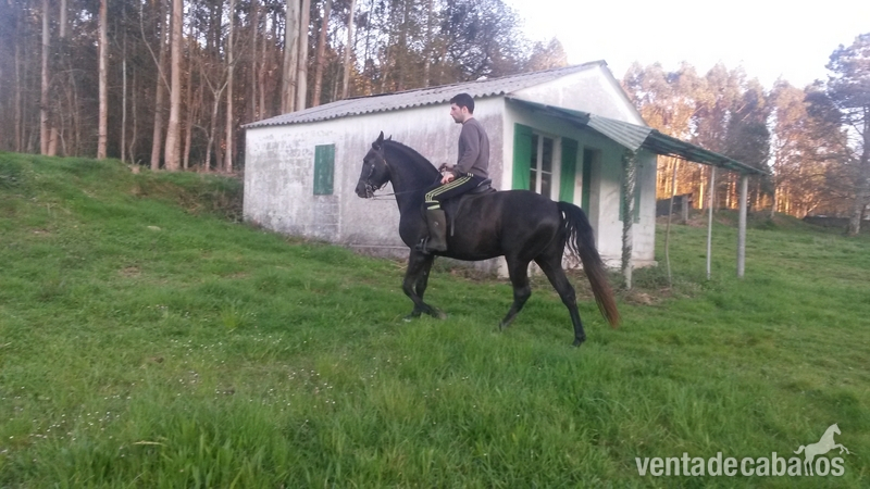 Caballo muy manso cde in 