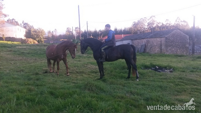Caballos Enteros Anglo Hispano - Caballo muy manso cde