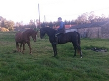 Caballo muy manso cde