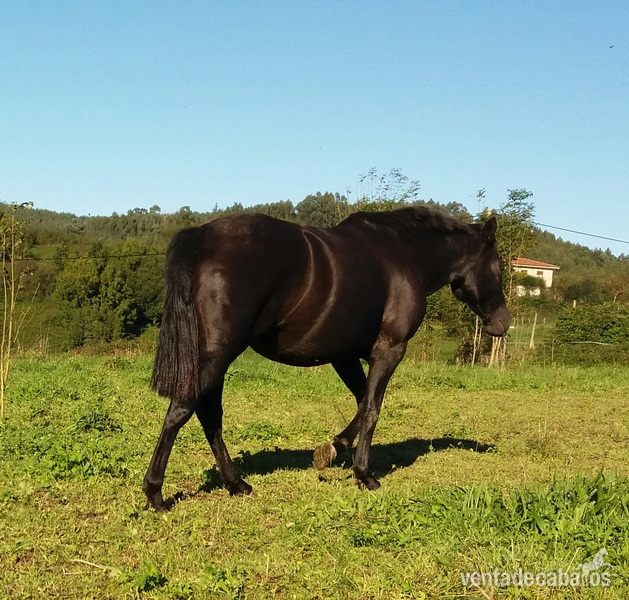 2 P.R.E negras preñadas.CAMBIO in 