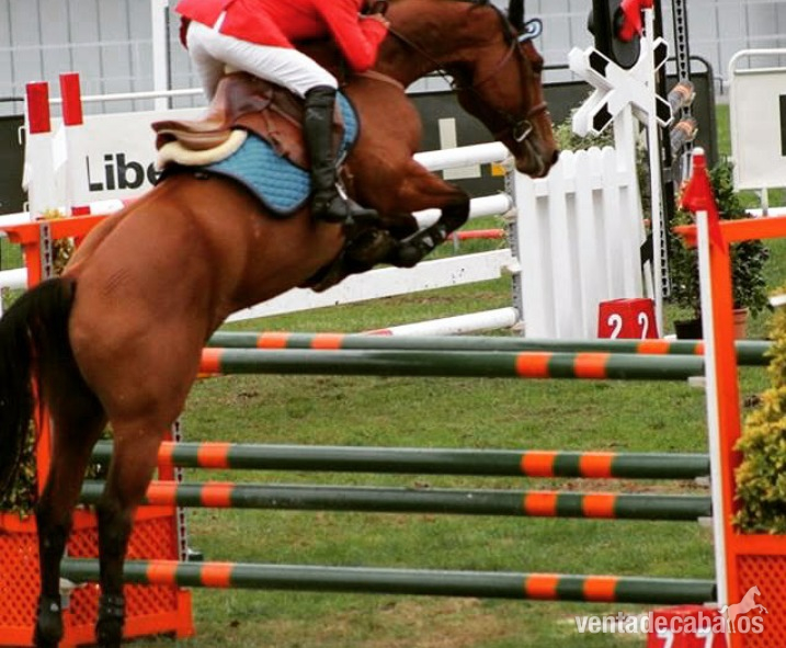 Caballo de deporte español