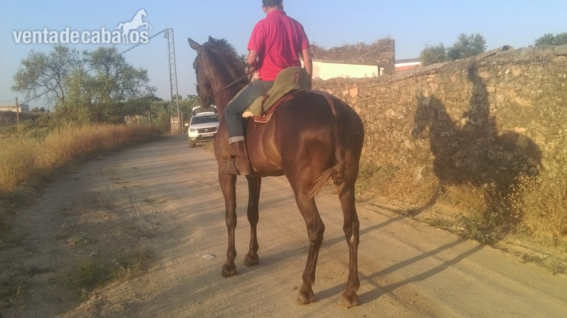 Caballo capado alazano in 