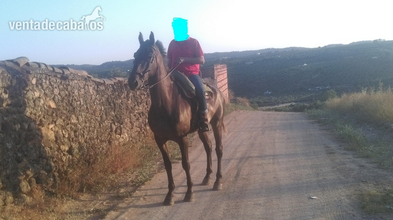 tres sangres