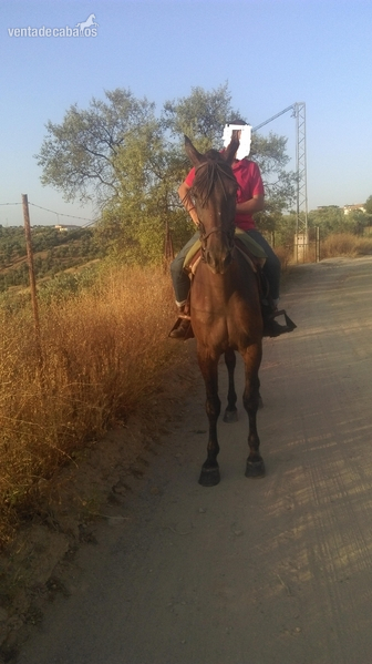 tres sangres {TYPE}
