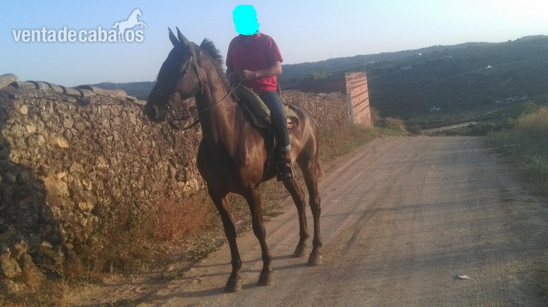 Caballos Capados tres sangres - Caballo capado alazano