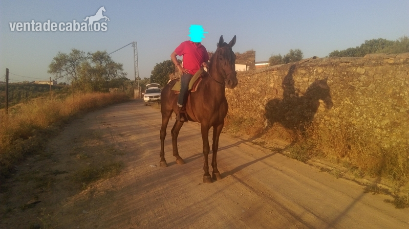 Caballo capado alazano - Caballos Capados tres sangres