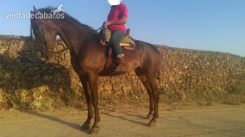 Caballo capado alazano - tres sangres