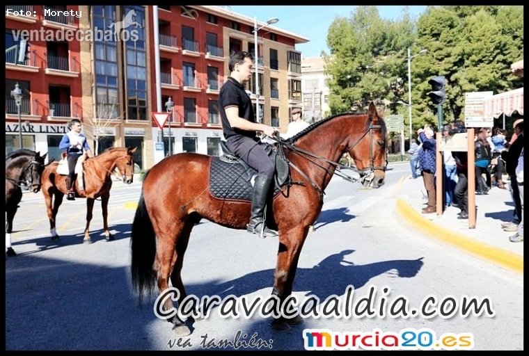 Caballo cruzado buen caracter in 