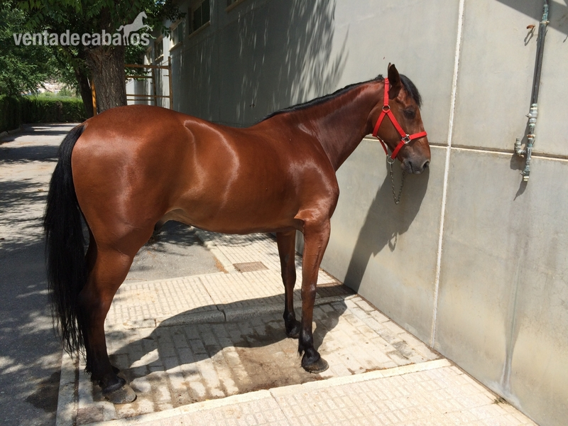 Caballos Capados Anglo-portugués - Caballo cruzado buen caracter