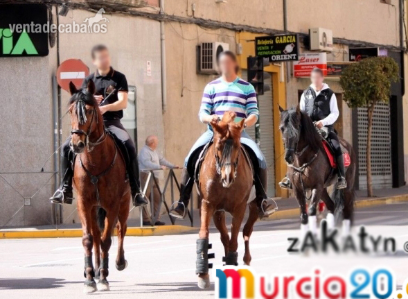 Caballo cruzado buen caracter - Caballos Capados Anglo-portugués