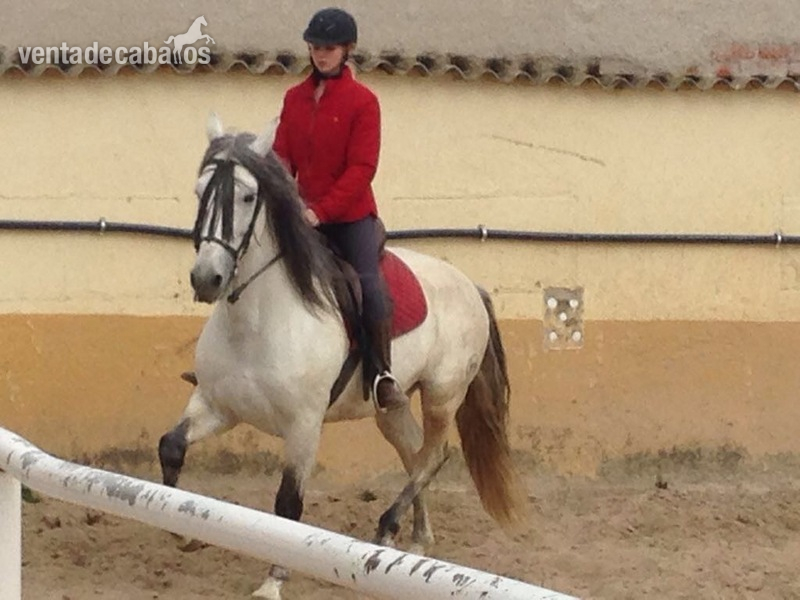 CABALLO EN VENTA in 