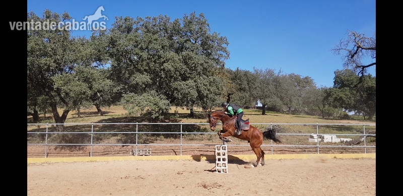 Kwpn orígenes salto in 
