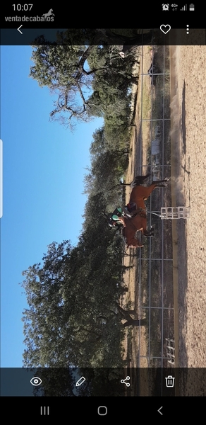 Caballos Capados KWPN - Kwpn orígenes salto