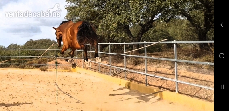 Kwpn orígenes salto - Caballos Capados KWPN