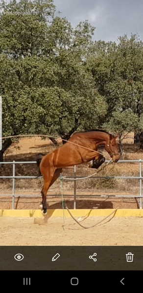Kwpn orígenes salto - Caballos Capados