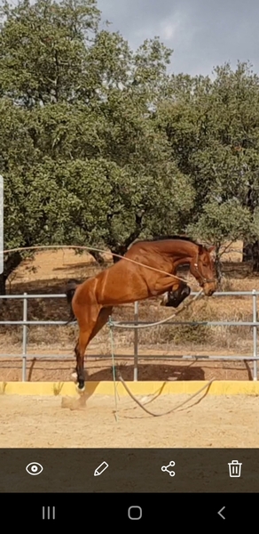 Kwpn orígenes salto - Caballos Capados
