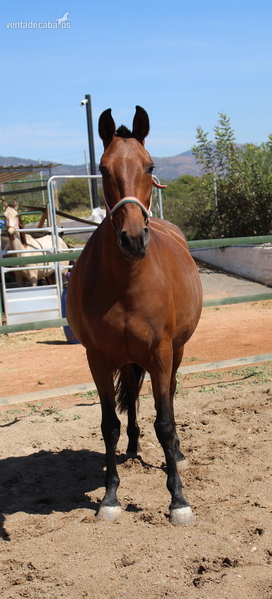 Pretty pregnant licensed PRE mare  in 