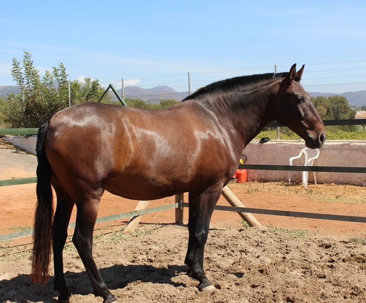 Pretty pregnant licensed PRE mare  - Caballos Pura Raza Española (P.R.E.) in 