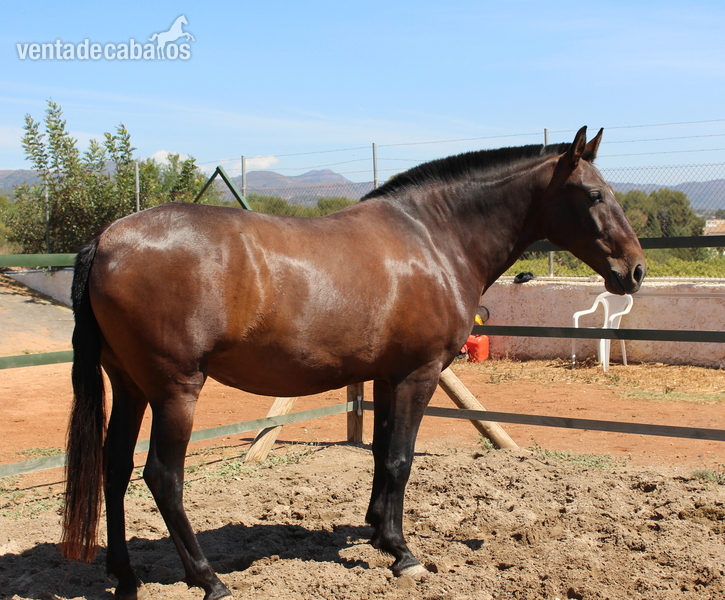 Pretty pregnant licensed PRE mare  - Caballos Pura Raza Española (P.R.E.) in 