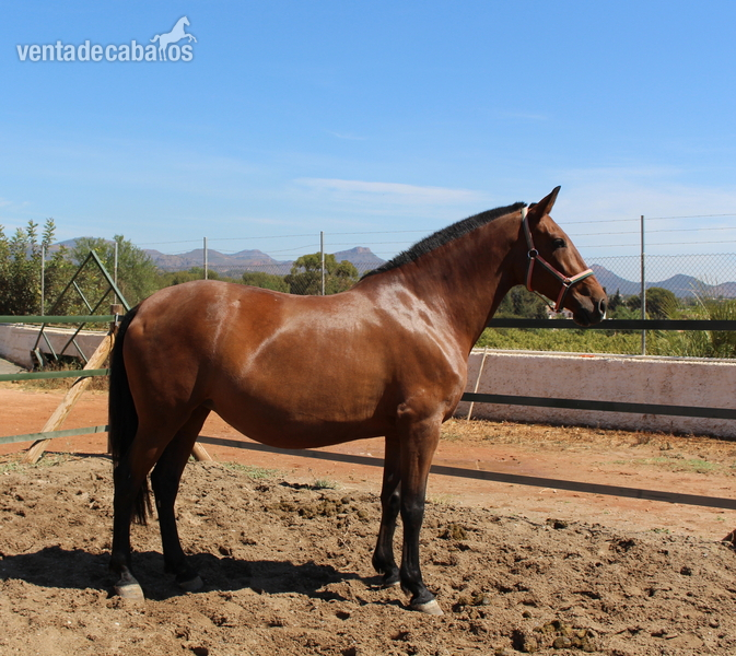 Caballos Pura Raza Española (P.R.E.) PRE - ﻿Pretty pregnant licensed PRE mare 