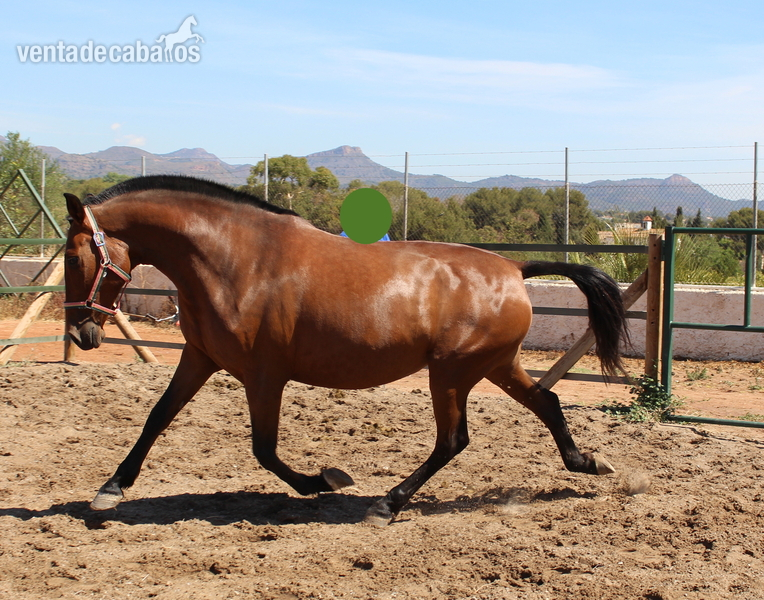 Pretty pregnant licensed PRE mare  - Caballos Pura Raza Española (P.R.E.) PRE